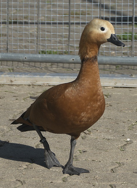 地方
